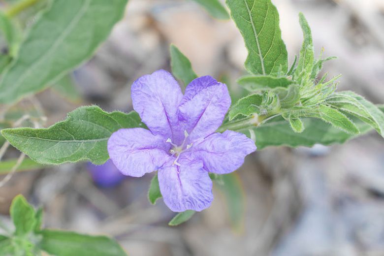 Native Plants, Native Perennials, Native Shade Perennials, Florida Native Plant, Florida Native Perennials, Florida Shade Perennials