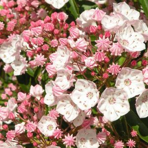 Native Plants, Native Shrubs, Georgia Native Plant, Georgia Native Shrubs, Shade Shrubs