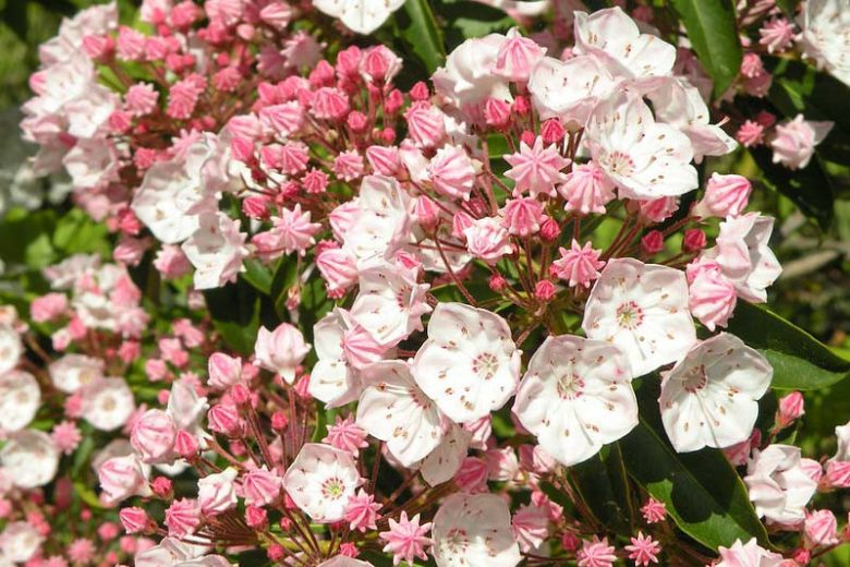 Native Plants, Native Shrubs, Georgia Native Plant, Georgia Native Shrubs, Shade Shrubs