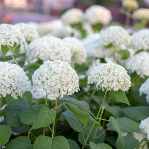 Native Plants, Native Shrubs, North Carolina Native Plant, North Carolina Native Shrubs, Shade Shrubs