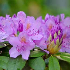 Native Plants, Native Shrubs, South Carolina Native Plant, South Carolina Native Shrubs, Shade Shrubs