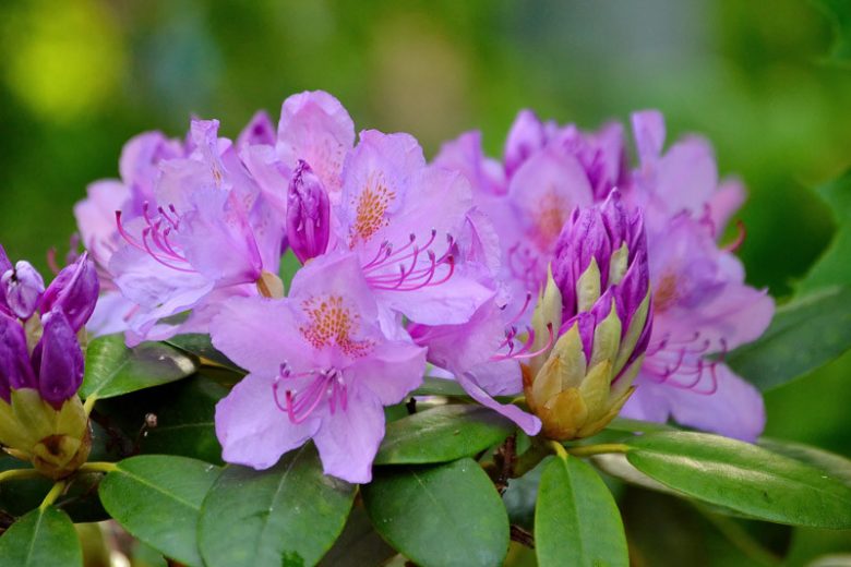 Native Plants, Native Shrubs, South Carolina Native Plant, South Carolina Native Shrubs, Shade Shrubs