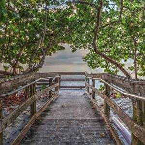 Native Plants, Native Shrubs, Native Shade Shrubs, Florida Native Plant, Florida Native Shrubs, Florida Shade Shrubs