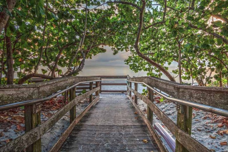Native Plants, Native Shrubs, Native Shade Shrubs, Florida Native Plant, Florida Native Shrubs, Florida Shade Shrubs