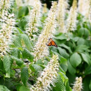 Native Plants, Native Shrubs, Native Shade Shrubs, Florida Native Plant, Florida Native Shrubs, Florida Shade Shrubs