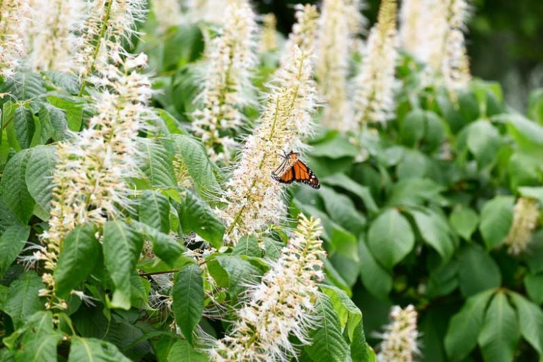 Native Plants, Native Shrubs, Native Shade Shrubs, Florida Native Plant, Florida Native Shrubs, Florida Shade Shrubs