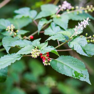 Native Plants, Native Shrubs, Native Shade Shrubs, Florida Native Plant, Florida Native Shrubs, Florida Shade Shrubs
