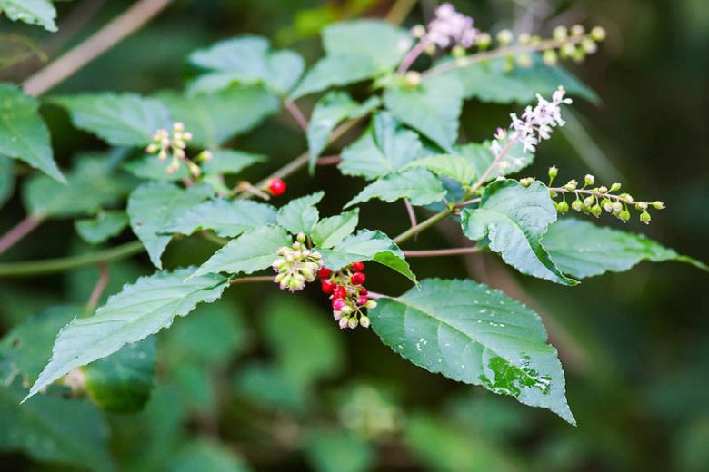 Native Plants, Native Shrubs, Native Shade Shrubs, Florida Native Plant, Florida Native Shrubs, Florida Shade Shrubs