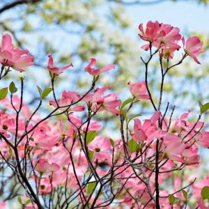 Native Plants, Native Trees, Native Shade Trees, Florida Native Plant, Florida Native Trees, Florida Shade Trees