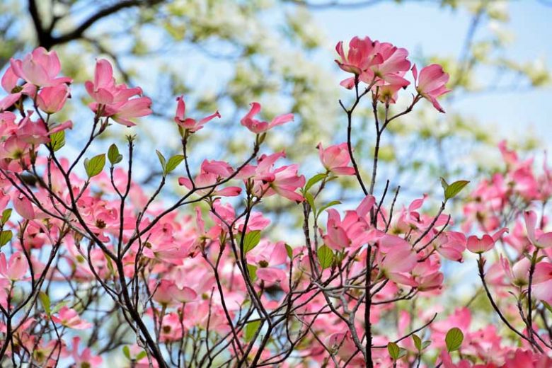 Native Plants, Native Trees, Native Shade Trees, Florida Native Plant, Florida Native Trees, Florida Shade Trees