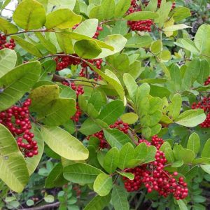 Native Plants, Native Trees, Native Shade Trees, Florida Native Plant, Florida Native Trees, Florida Shade Trees
