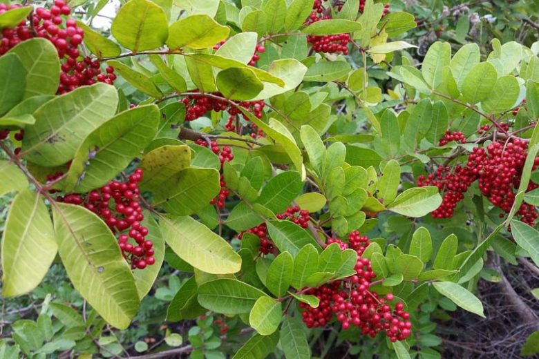 Native Plants, Native Trees, Native Shade Trees, Florida Native Plant, Florida Native Trees, Florida Shade Trees