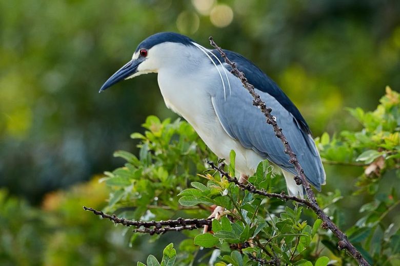 Native Plants, Native Trees, Native Shade Trees, Florida Native Plant, Florida Native Trees, Florida Shade Trees