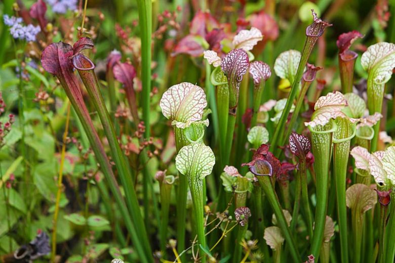 Native Plants, Native Perennials, Native Annuals, South Carolina Native Plant, South Carolina Native Perennials, South Carolina Native Annuals, Fun Perennials, Sun Annuals