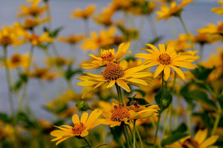 Native Plants, Native Perennials, Native Annuals, Virginia Native Plant, Virginia Native Perennials, Virginia Native Annuals, Sun Perennials, Sun Annuals