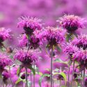 Native Plants, Native Perennials, Native Annuals, Virginia Native Plant, Virginia Native Perennials, Virginia Native Annuals, Sun Perennials, Sun Annuals