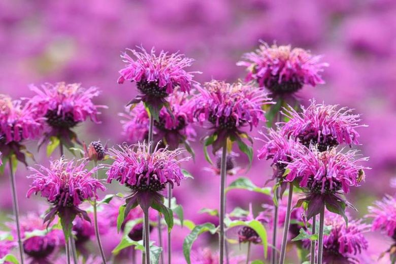 Native Plants, Native Perennials, Native Annuals, Virginia Native Plant, Virginia Native Perennials, Virginia Native Annuals, Sun Perennials, Sun Annuals