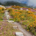 Native Plants, Native Perennials, Native Shade Perennials, California Native Plant, California Native Perennials, California Shade Perennials