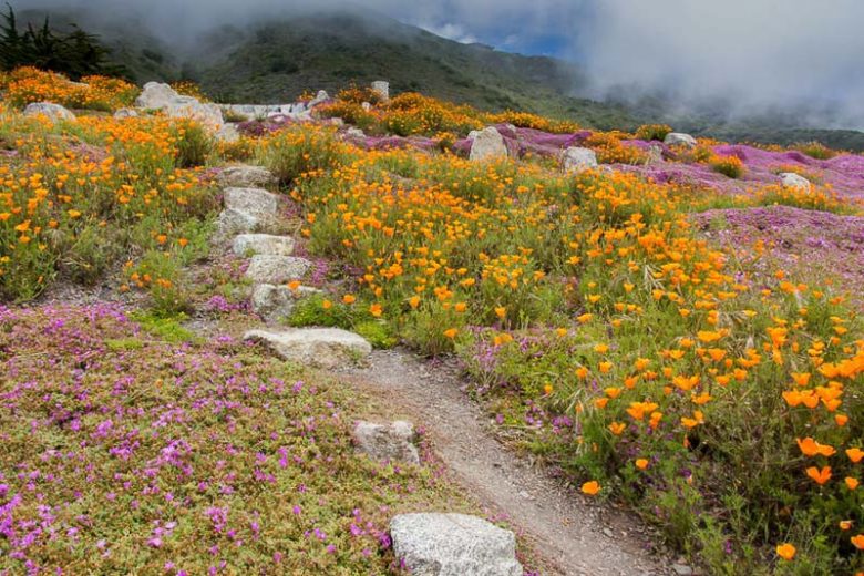 Native Plants, Native Perennials, Native Shade Perennials, California Native Plant, California Native Perennials, California Shade Perennials