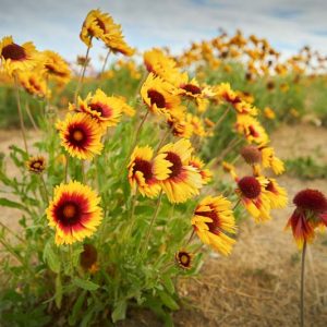 Native Plants, Native Perennials, Native Sun Perennials, Florida Native Plant, Florida Native Perennials, Florida Sun Perennials
