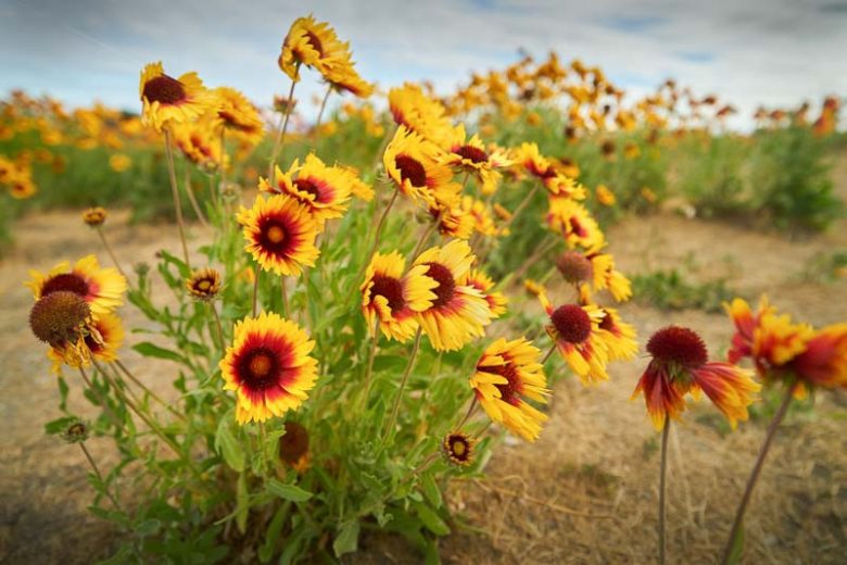 Native Plants, Native Perennials, Native Sun Perennials, Florida Native Plant, Florida Native Perennials, Florida Sun Perennials