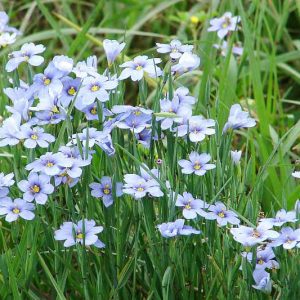 Native Plants, Native Perennials, Native Sun Perennials, Florida Native Plant, Florida Native Perennials, Florida Sun Perennials