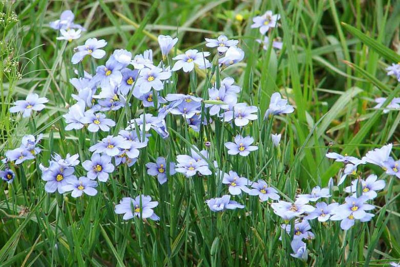Native Plants, Native Perennials, Native Sun Perennials, Florida Native Plant, Florida Native Perennials, Florida Sun Perennials