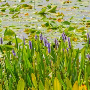 Native Plants, Native Perennials, Native Sun Perennials, Florida Native Plant, Florida Native Perennials, Florida Sun Perennials