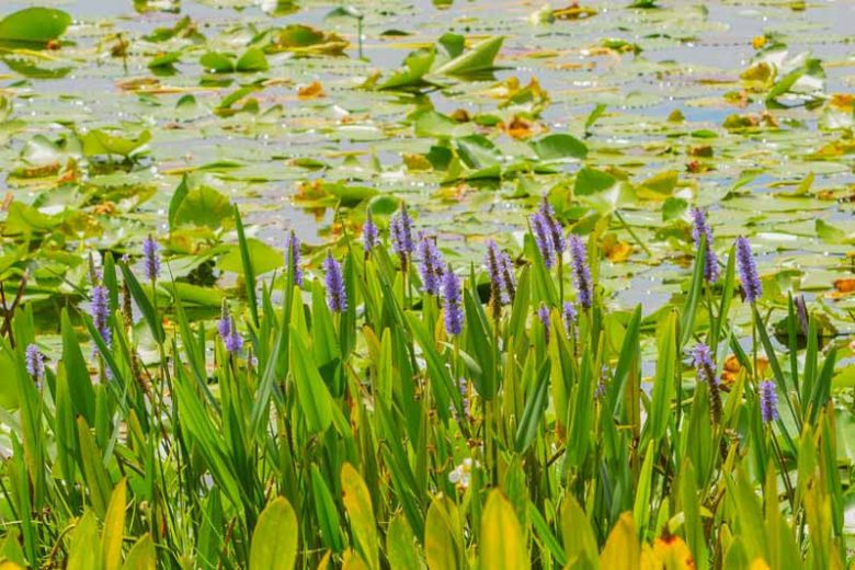 Native Plants, Native Perennials, Native Sun Perennials, Florida Native Plant, Florida Native Perennials, Florida Sun Perennials