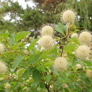 Native Plants, Native Shrubs, Georgia Native Plant, Georgia Native Shrubs, Sun Shrubs