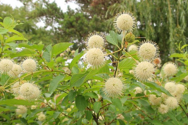 Native Plants, Native Shrubs, Georgia Native Plant, Georgia Native Shrubs, Sun Shrubs