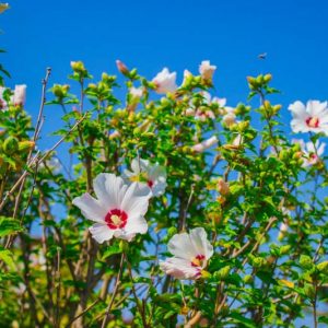 Native Plants, Native Shrubs, North Carolina Native Plant, North Carolina Native Shrubs, Sun Shrubs