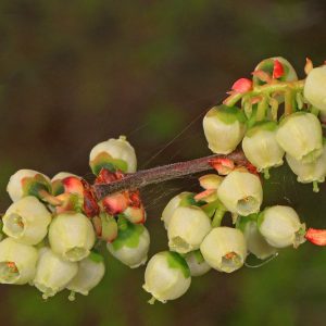 Native Plants, Native Shrubs, South Carolina Native Plant, South Carolina Native Shrubs, Sun Shrubs