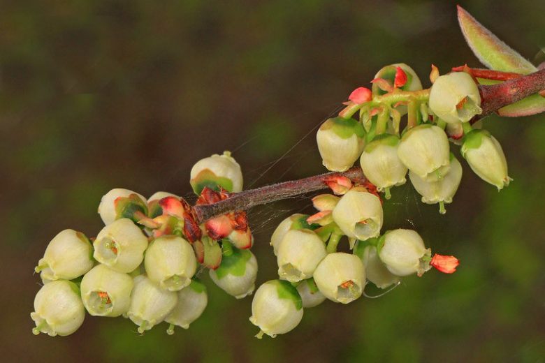 Native Plants, Native Shrubs, South Carolina Native Plant, South Carolina Native Shrubs, Sun Shrubs