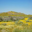 Native Plants, Native Shrubs, Native Sun Shrubs, California Native Plant, California Native Shrubs, California Sun Shrubs