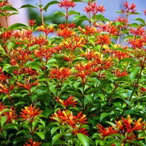 Native Plants, Native Perennials, Native Sun Perennials, Florida Native Plant, Florida Native Perennials, Florida Sun Perennials