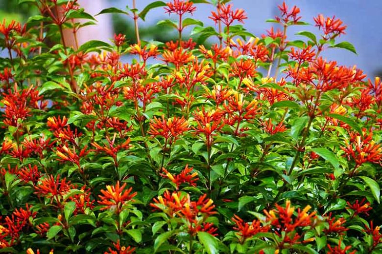 Native Plants, Native Perennials, Native Sun Perennials, Florida Native Plant, Florida Native Perennials, Florida Sun Perennials