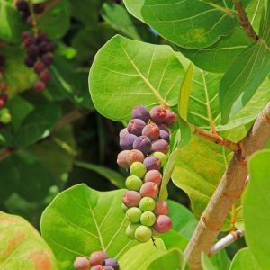 Native Plants, Native Perennials, Native Sun Perennials, Florida Native Plant, Florida Native Perennials, Florida Sun Perennials