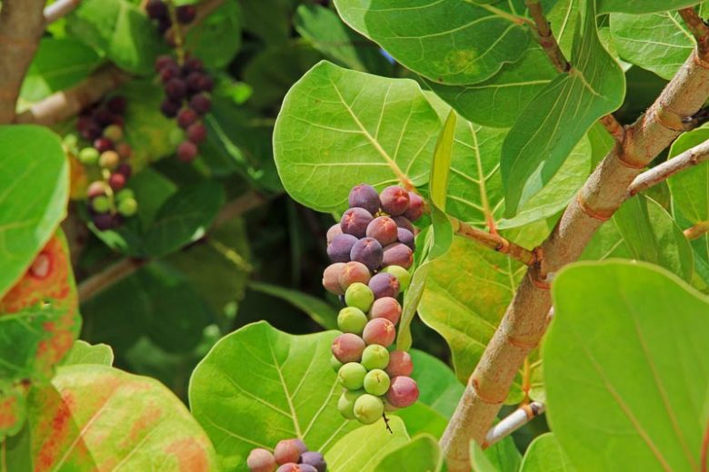 Native Plants, Native Perennials, Native Sun Perennials, Florida Native Plant, Florida Native Perennials, Florida Sun Perennials