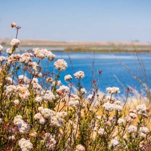Native Plants, Native Perennials, Native Sun Shrubs, California Native Plant, California Native Shrubs, California Sun Shrubs