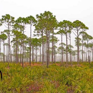 Native Plants, Native Trees, Native Sun Trees, Florida Native Plant, Florida Native Trees, Florida Sun Trees