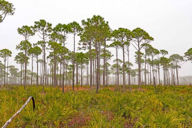 Native Plants, Native Trees, Native Sun Trees, Florida Native Plant, Florida Native Trees, Florida Sun Trees