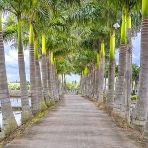 Native Plants, Native Trees, Native Sun Trees, Florida Native Plant, Florida Native Trees, Florida Sun Trees