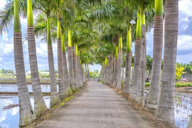 Native Plants, Native Trees, Native Sun Trees, Florida Native Plant, Florida Native Trees, Florida Sun Trees