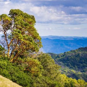 Native Plants, Native Perennials, Native Shade Trees, California Native Plant, California Native Trees, California Shade Trees