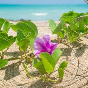 Native Plants, Native Perennials, Native Vines, Florida Native Plant, Florida Native Perennials, Florida Native Vines