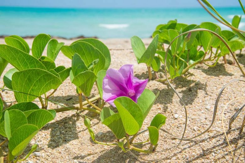 Native Plants, Native Perennials, Native Vines, Florida Native Plant, Florida Native Perennials, Florida Native Vines