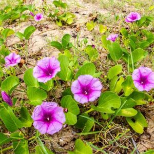 Native Plants, Native Perennials, Native Vines, Florida Native Plant, Florida Native Perennials, Florida Native Vines