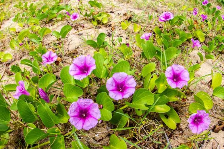 Native Plants, Native Perennials, Native Vines, Florida Native Plant, Florida Native Perennials, Florida Native Vines
