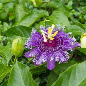 Native Plants, Native Perennials, Native Vines, Florida Native Plant, Florida Native Perennials, Florida Native Vines